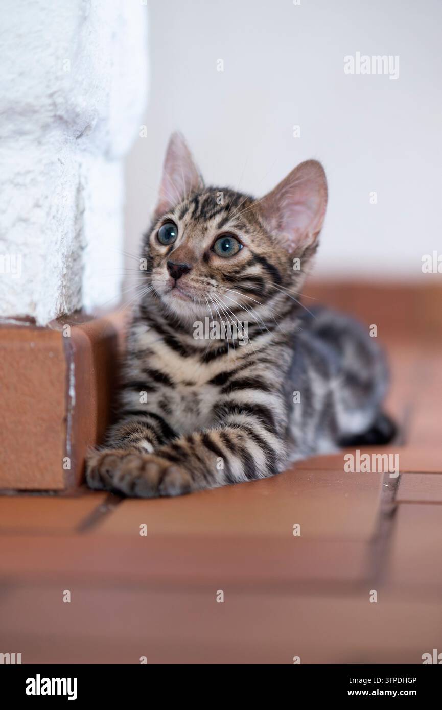 Grazioso gattino Bengal a casa Foto Stock
