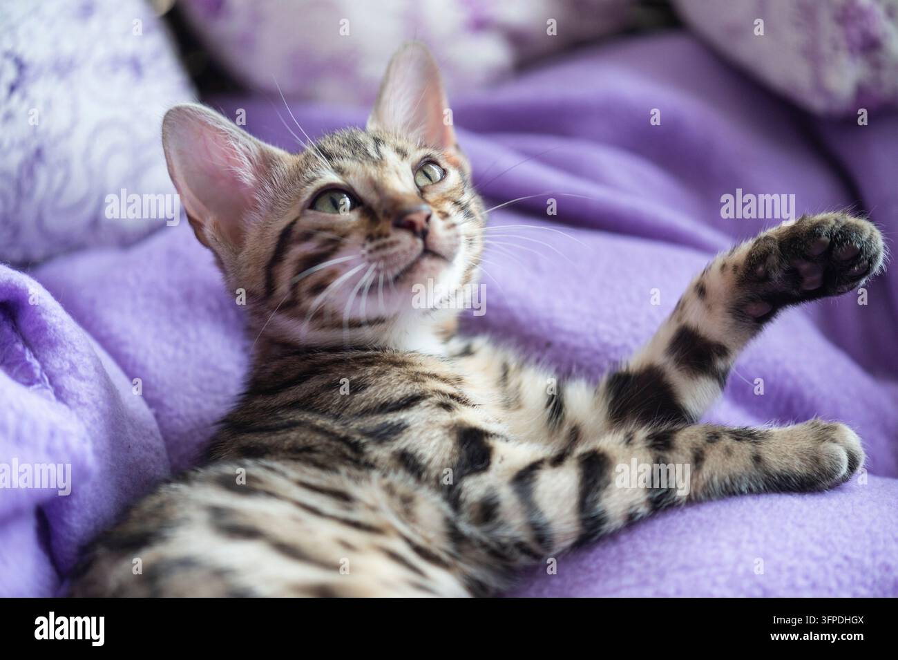 Grazioso gattino Bengal a casa Foto Stock