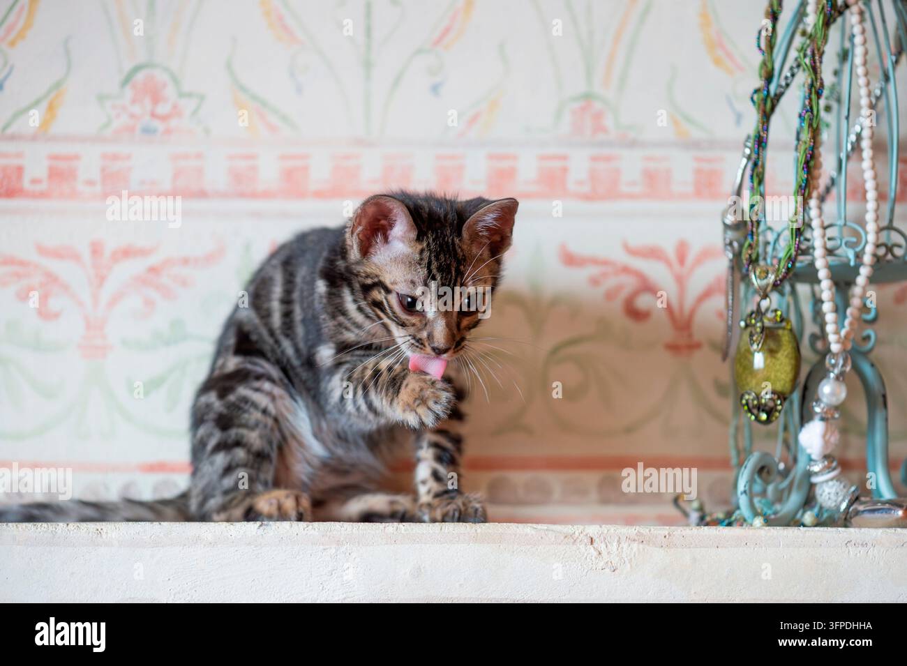 Grazioso gattino Bengal a casa Foto Stock