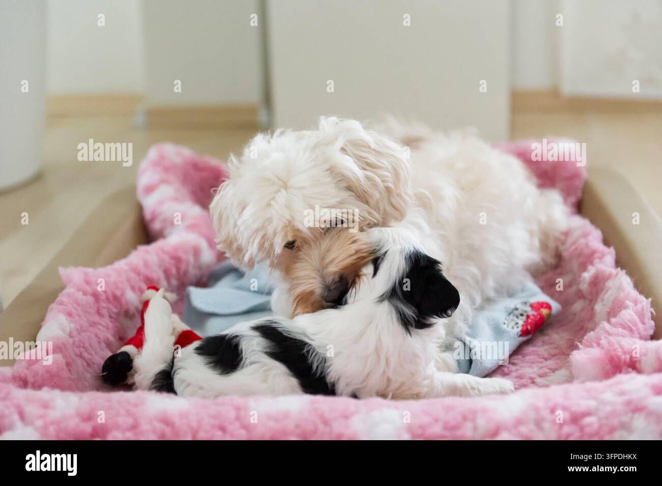 Una madre tibetano Terrier con uno dei suoi cuccioli Foto Stock