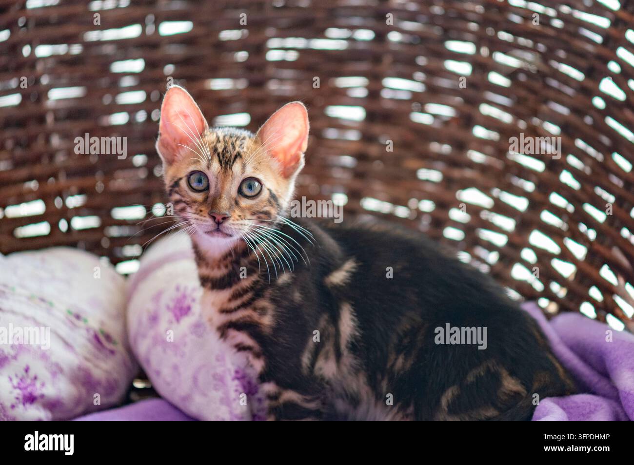Un gattino del Bengala è seduto su una sedia di vimini Foto Stock