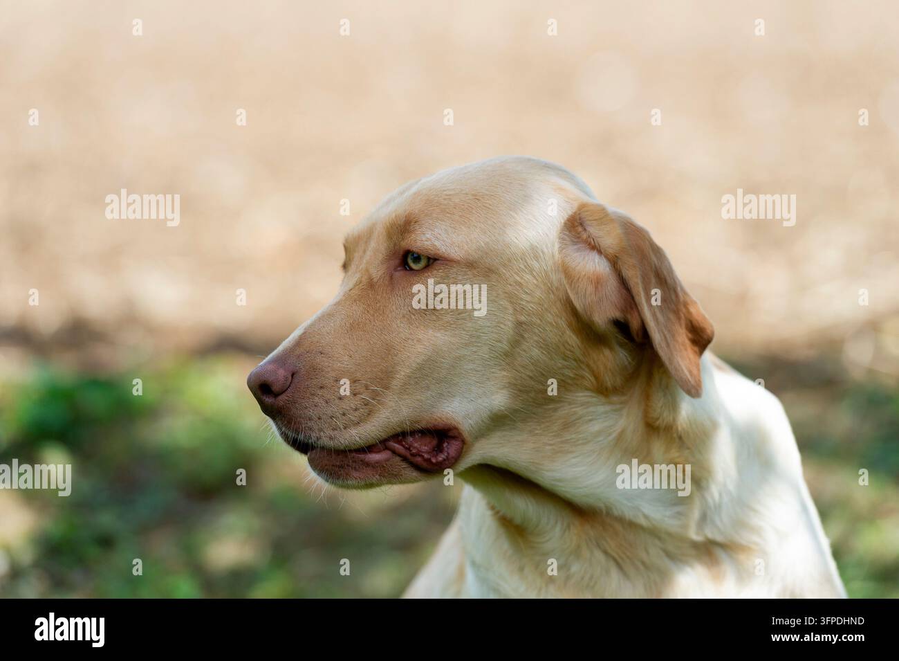 Ritratto di un Labrador Retriever Foto Stock