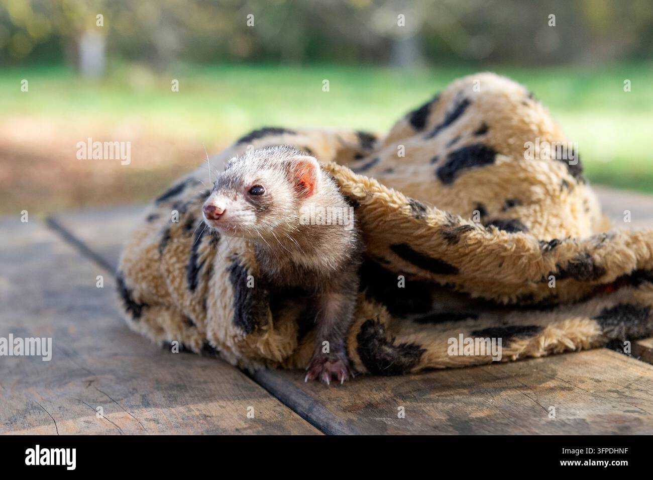 Il furetto esce dal suo sacco a pelo Foto Stock