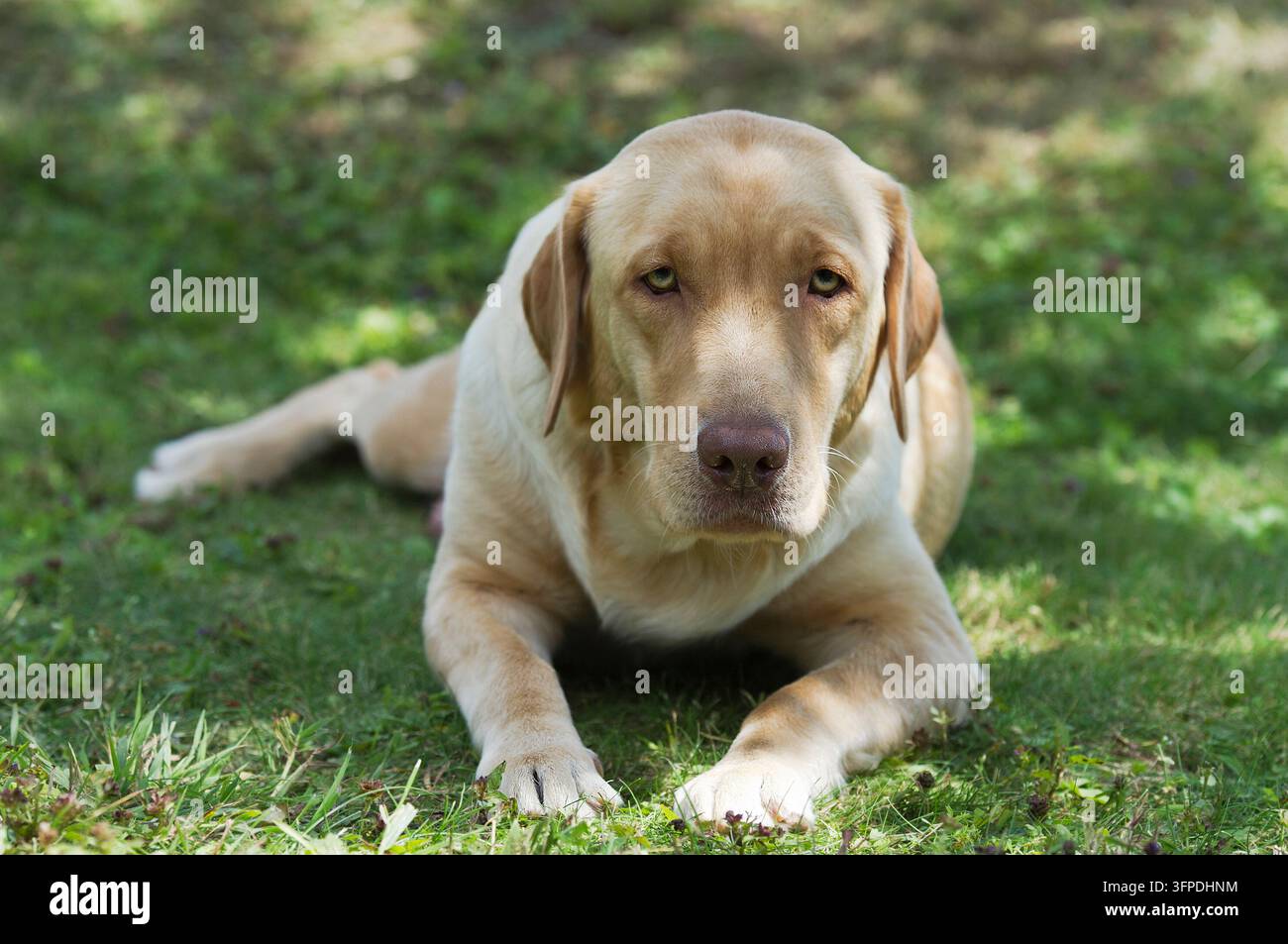 Un Labrador Retriever è sdraiato nell'erba Foto Stock