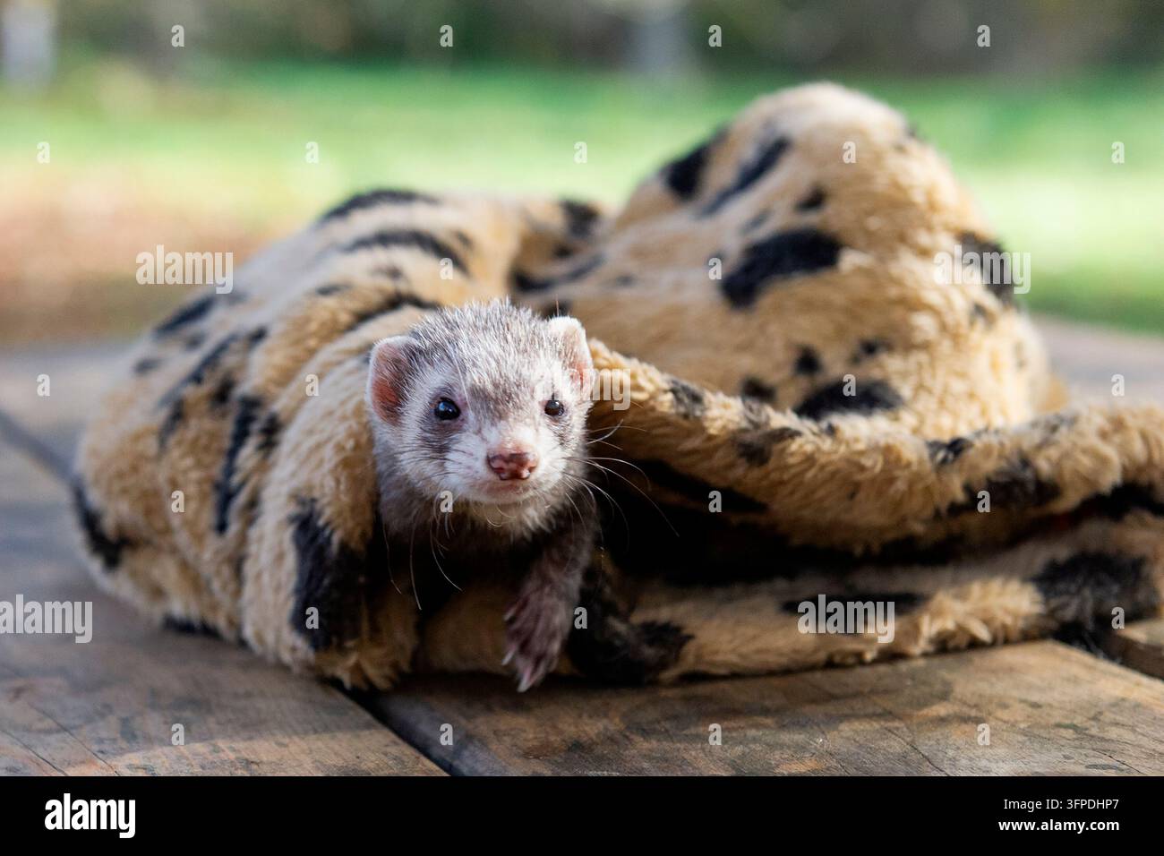 Il furetto esce dal suo sacco a pelo Foto Stock