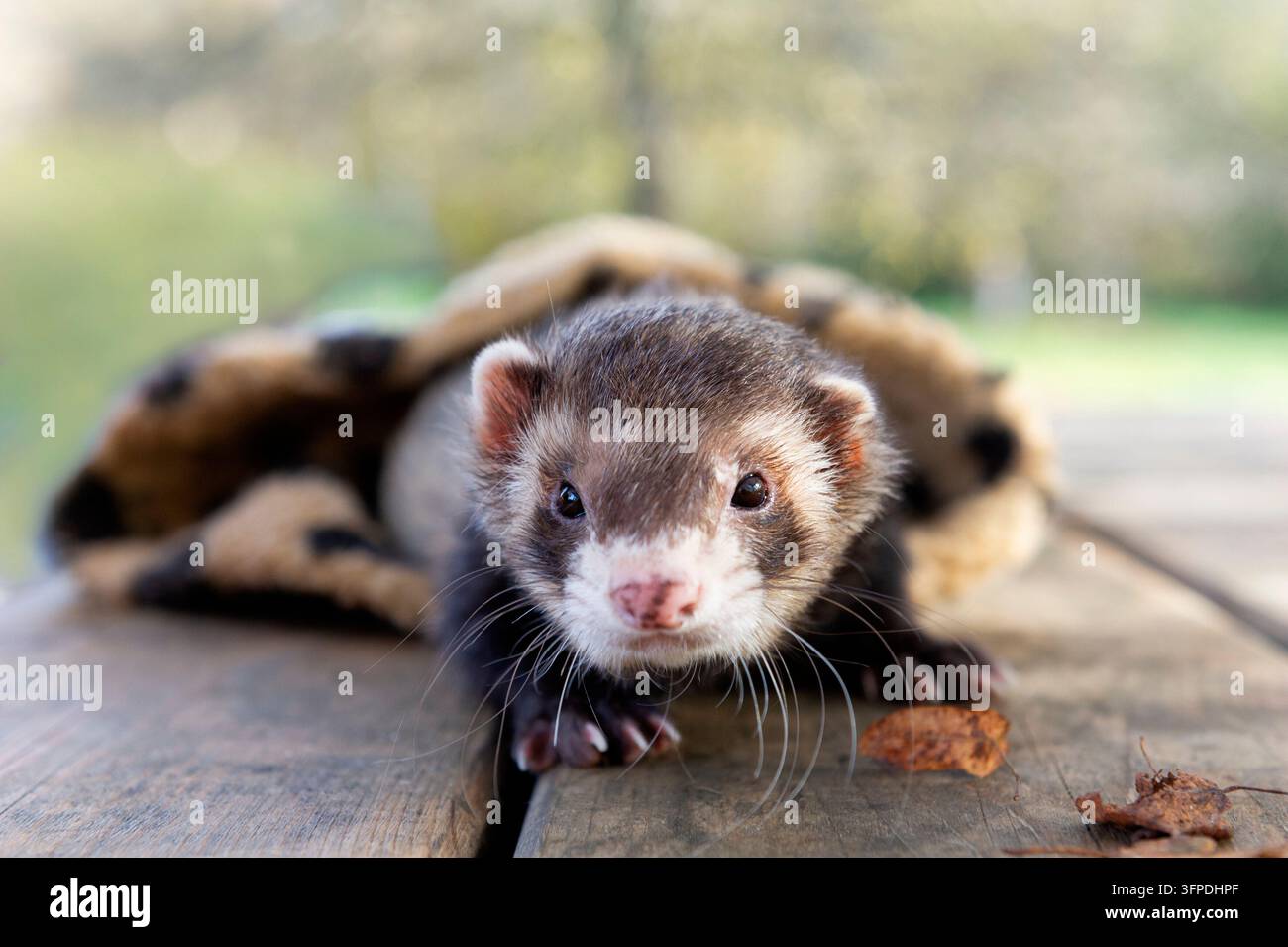 Il furetto esce dal suo sacco a pelo Foto Stock