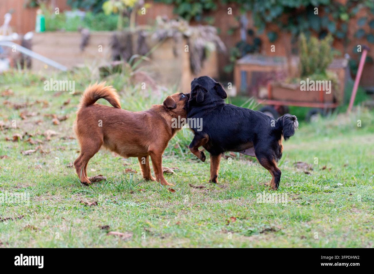 Due Griffoni del Brabante stanno giocando in giardino Foto Stock