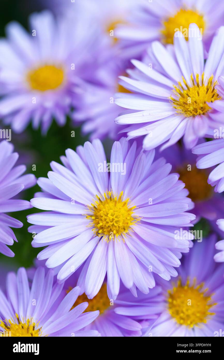 Fiori di aster viola con centro giallo che fioriscono in giardino con sfondo sfocato morbido in bokeh Foto Stock
