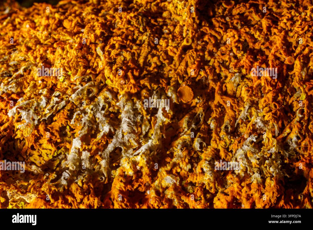 Primo piano delle strutture di colore arancione brillante del lichene Sole di mare (Xanthoria aureola), Cabo de São Vicente, Algarve, Portogallo Foto Stock