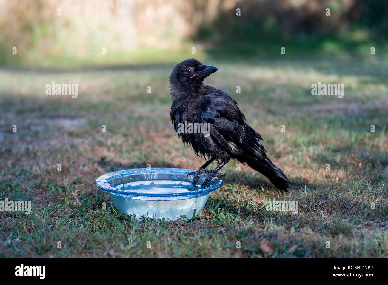 Un giovane corvo in una ciotola d'acqua nel giardino Foto Stock