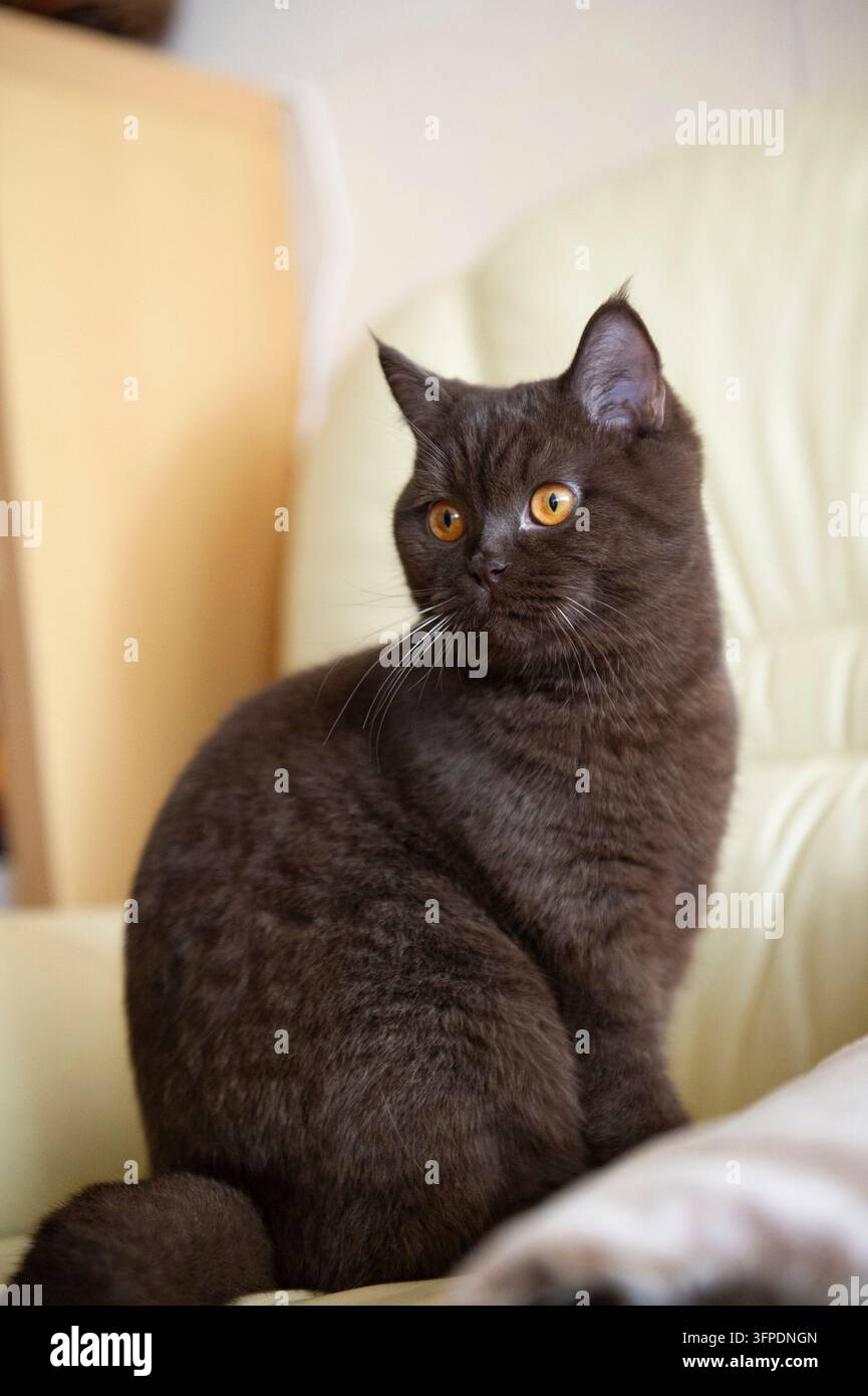 Un giovane gatto British Shorthair è seduto su una sedia a casa Foto Stock