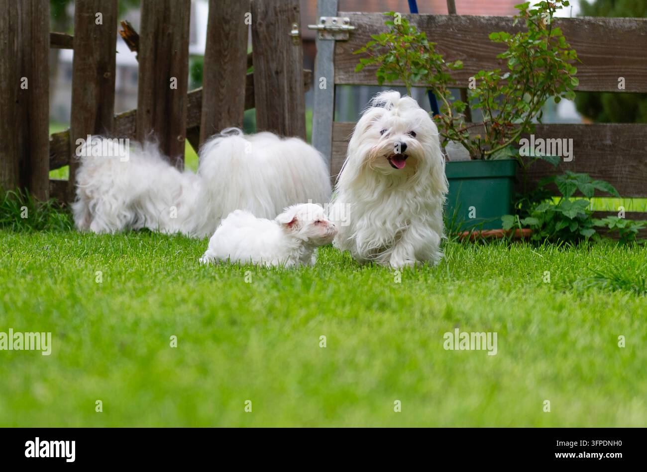 Una famiglia di cani maltesi in giardino Foto Stock