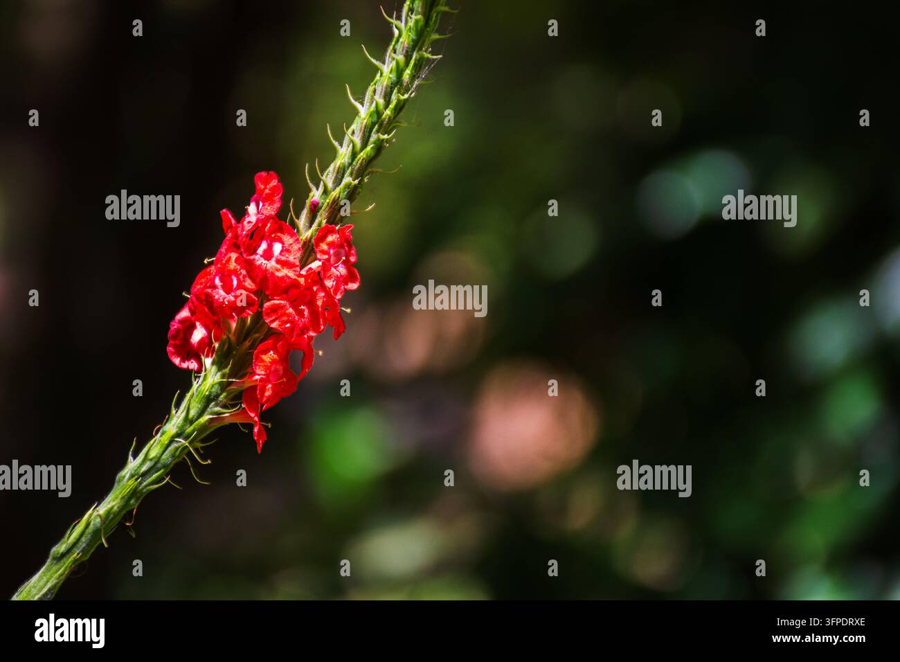 Un vivace grappolo di fiori rossi su uno stelo verde spinoso, che si staglia su uno sfondo sfocato, evidenziando la delicata bellezza della natura nei dettagli. Banner Foto Stock