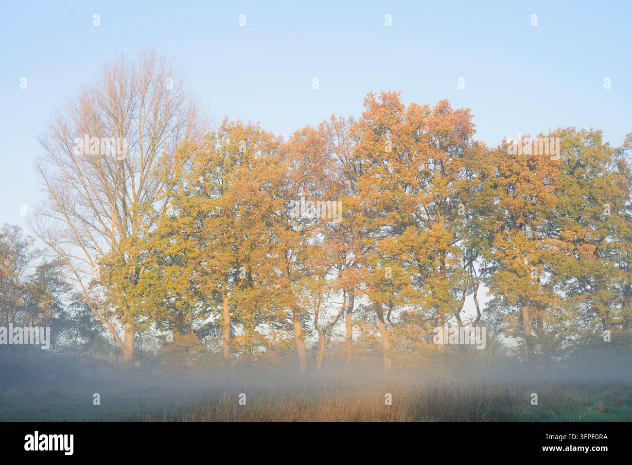 Querce inglesi (Quercus robur, Quercus pedunculata) in autunno, Renania Settentrionale-Vestfalia, Germania Foto Stock