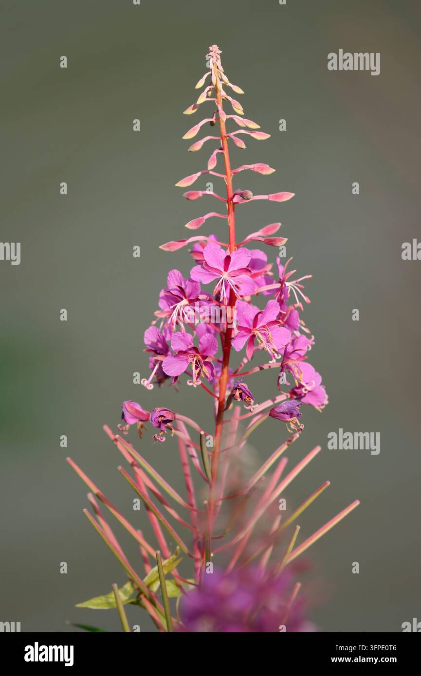 Epilobio a foglie strette (Epilobium angustifolium), infiorescenza, Renania Settentrionale-Vestfalia, Germania Foto Stock