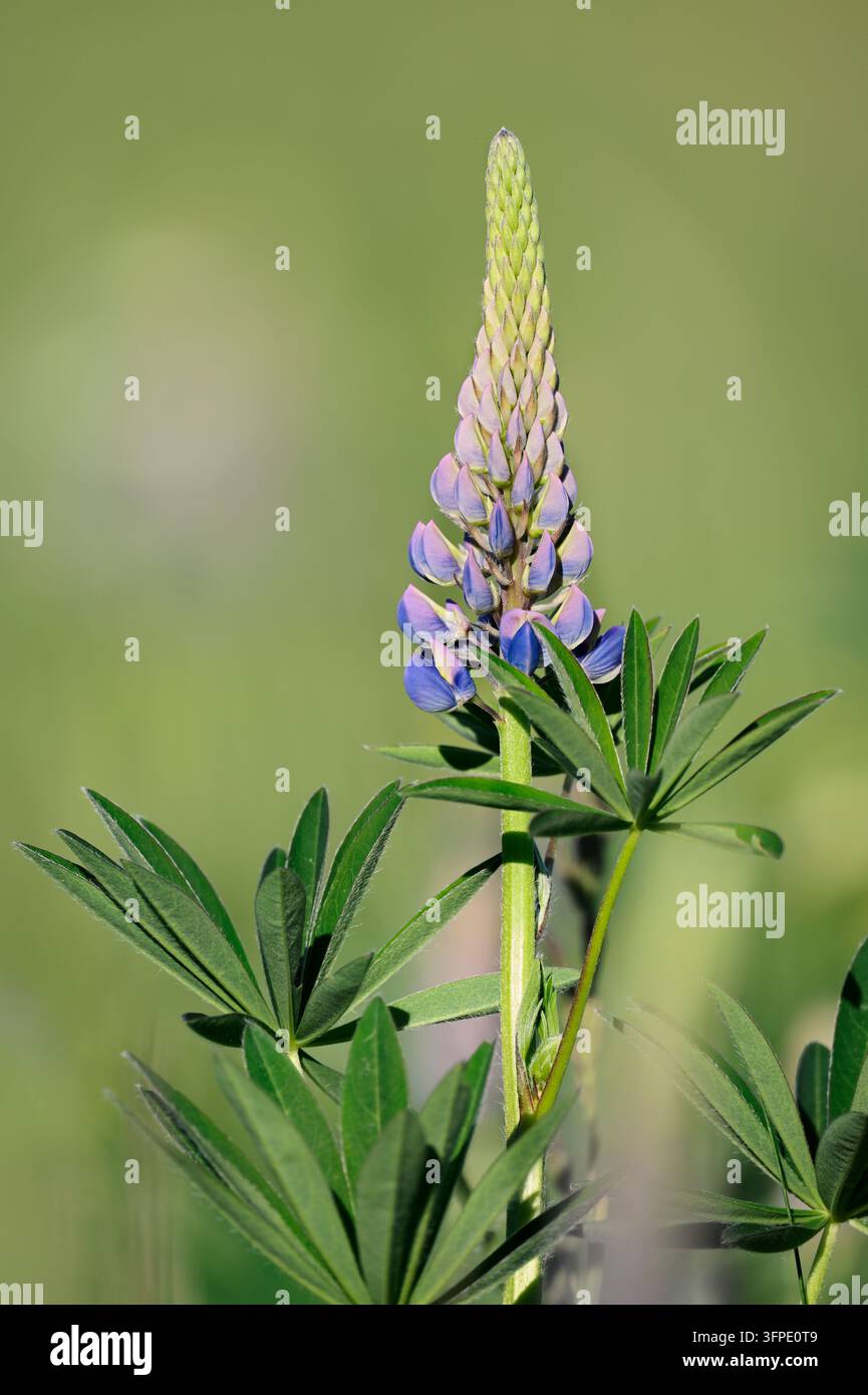 Lupino polifillo (Lupinus polyphyllus), infiorescenza, Bassa Sassonia, Germania Foto Stock