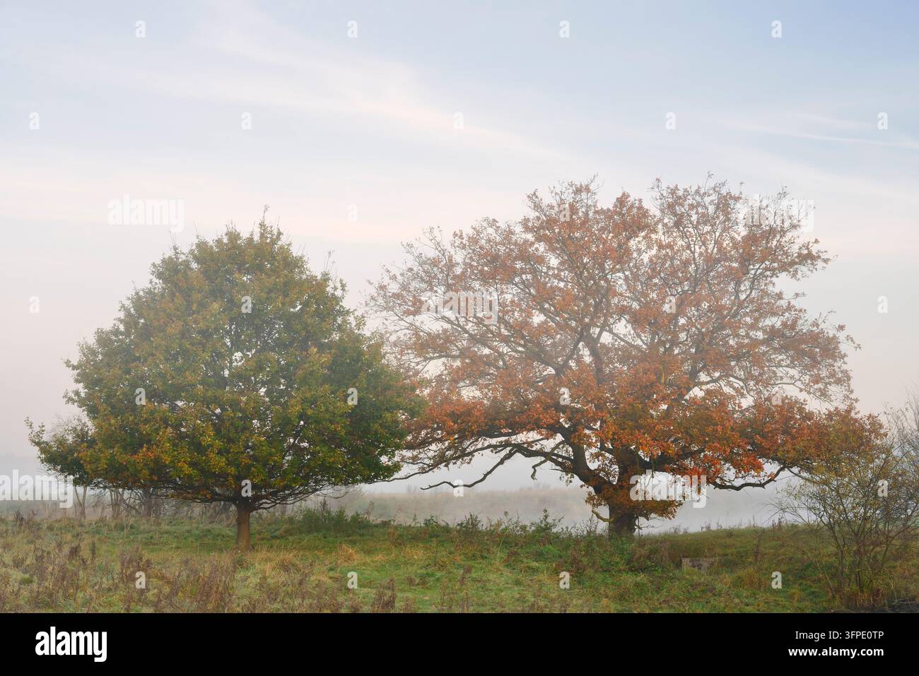 Querce inglesi (Quercus robur, Quercus pedunculata) in autunno, Renania Settentrionale-Vestfalia, Germania Foto Stock