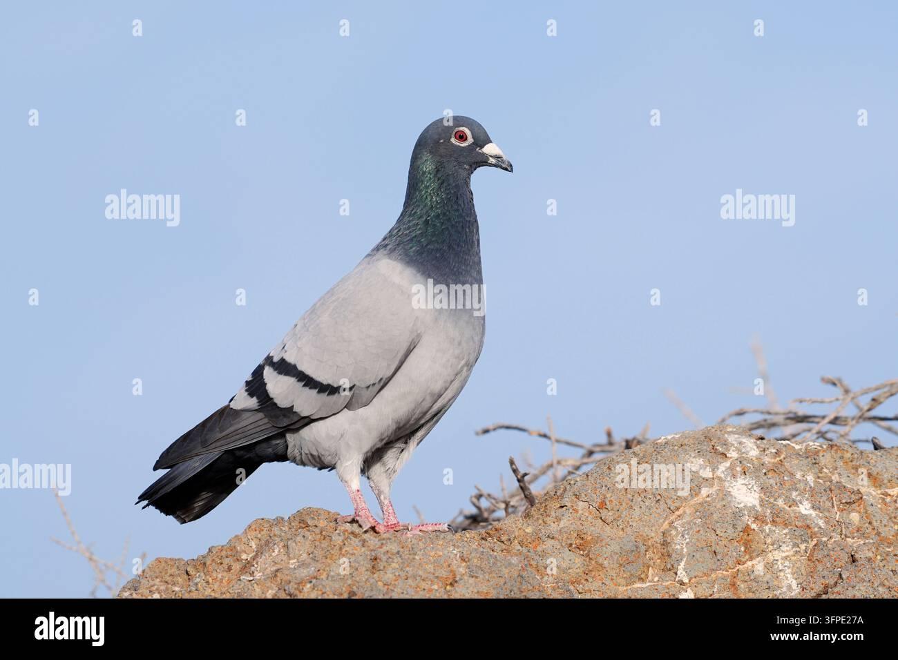 Rock Pigeon (Columba livia), Fuerteventura, Isole Canarie, Spagna Foto Stock