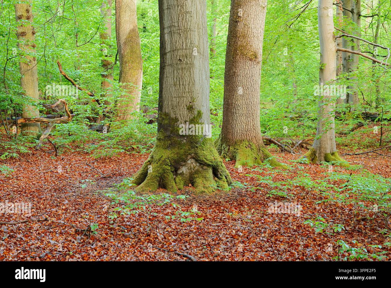Foresta decidua con querce inglesi (Quercus robur) e faggi europei (Fagus sylvatica) in primavera, Renania Settentrionale-Vestfalia, Germania Foto Stock