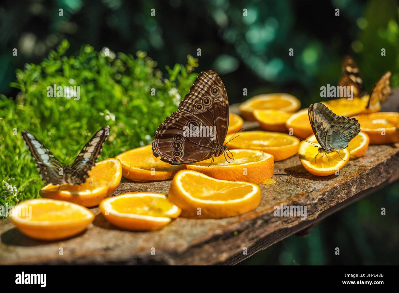 Le farfalle si nutrono di fette di arancia disposte su una superficie di legno rustico circondata da una lussureggiante vegetazione verde del giardino. Foto Stock