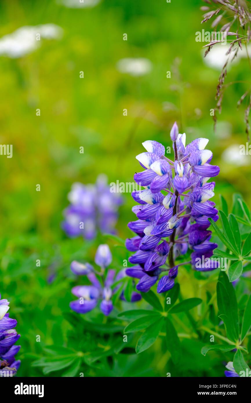 Lupino viola vibrante sotto il sole estivo – Islanda Foto Stock