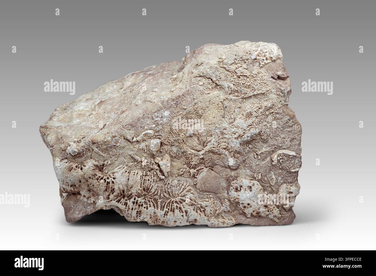 Fossili di coralli e microorganismi incastrati nella roccia sedimentaria illustrano la vita subacquea antica. Questa formazione dimostra la storia geologica. Foto Stock