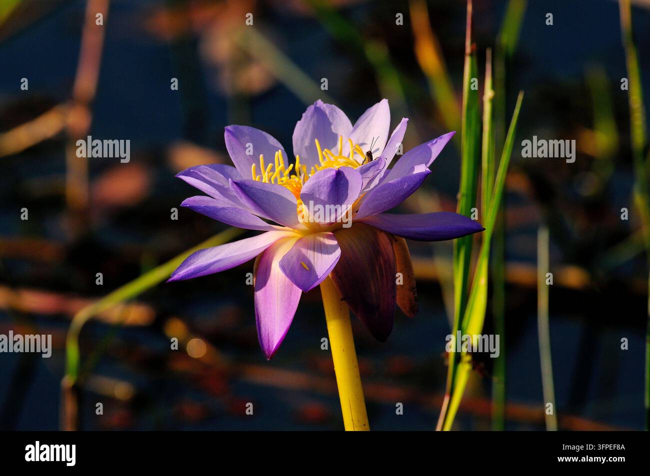 Nymphaea nouchali, fiore di ninfea acquatica stellata. Foto Stock