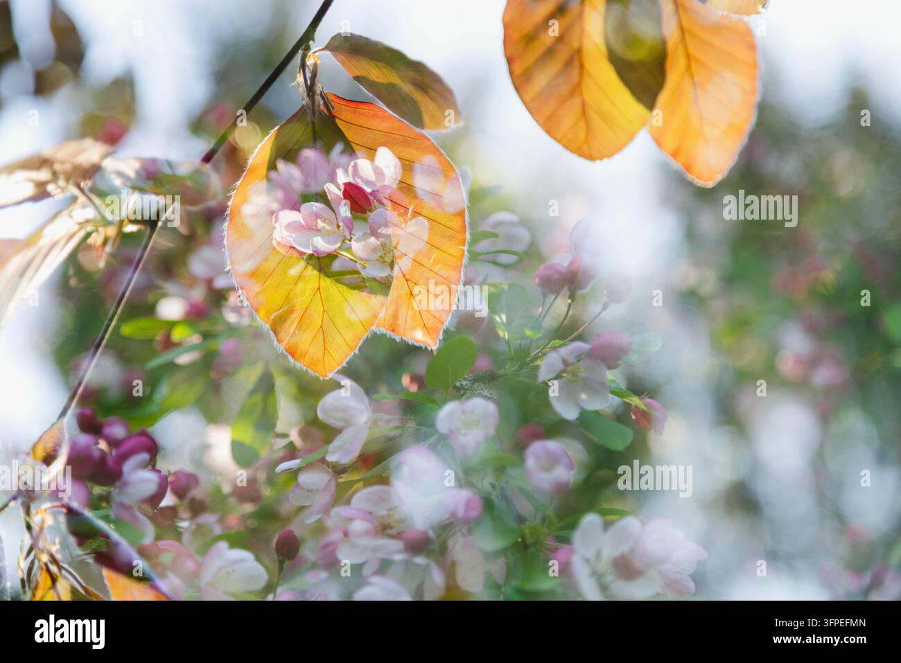 Faggio europeo e fiori di melo combinati in una doppia esposizione Foto Stock