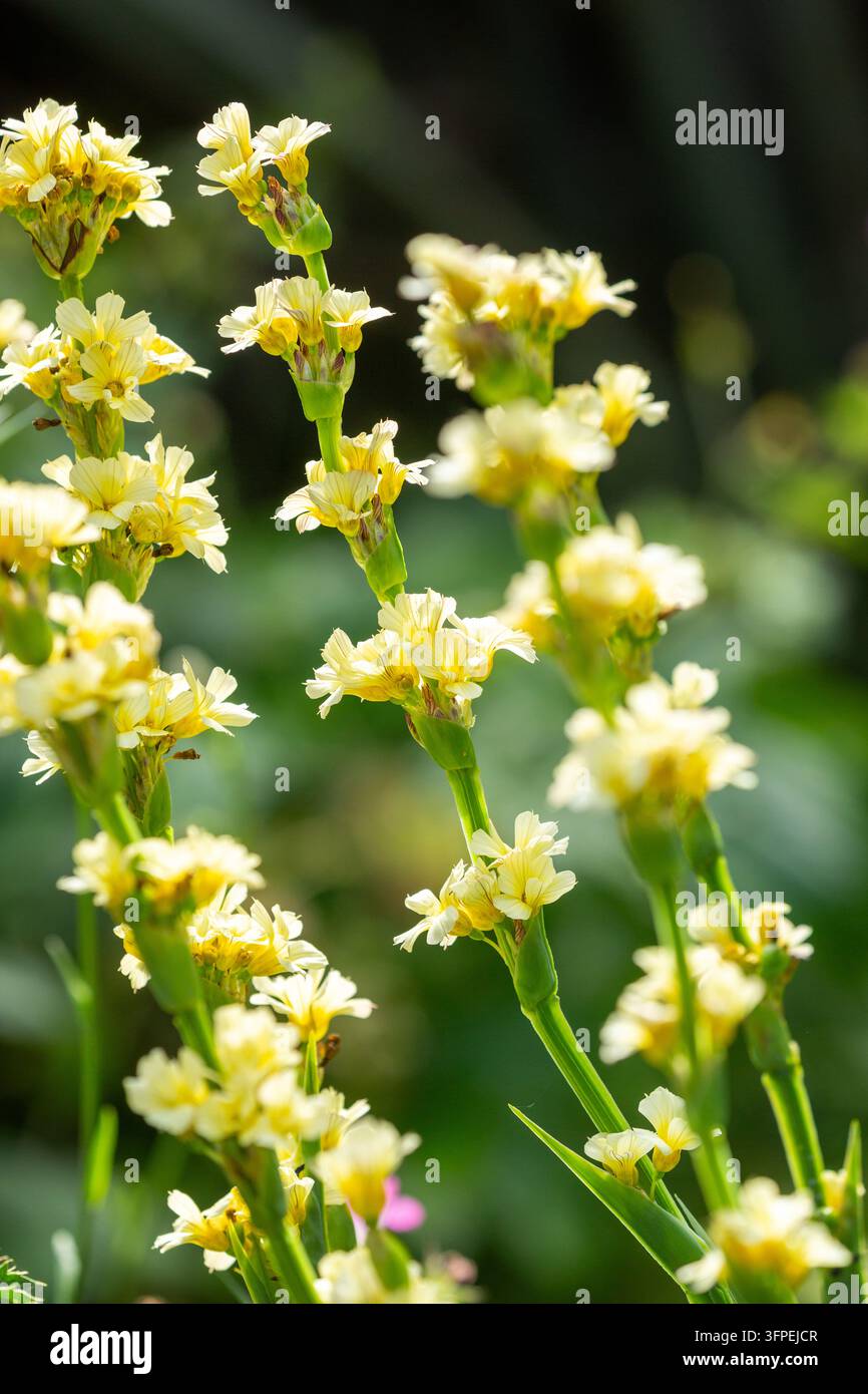 Sisyrinchium striatum, comunemente noto come erba dagli occhi giallo pallido o fiore satinato Foto Stock