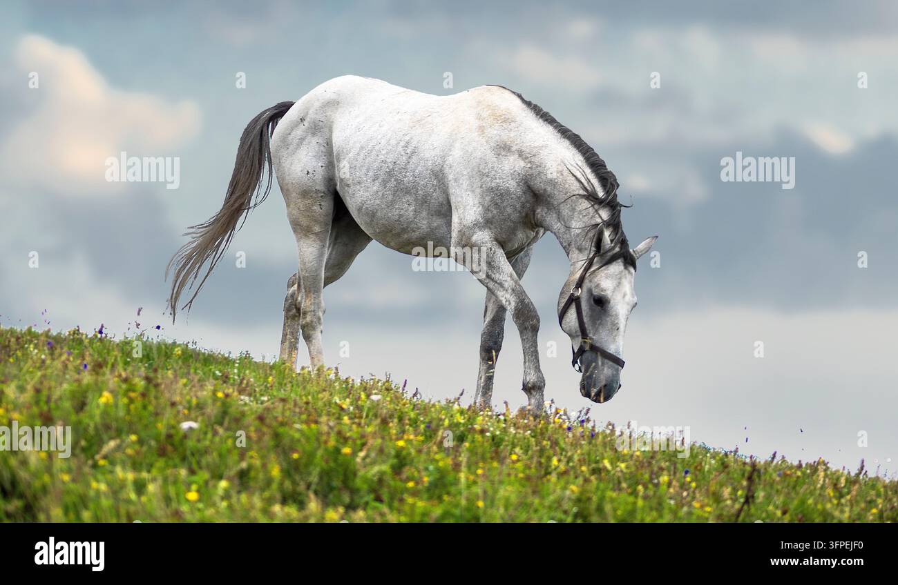 Un Lipizzano bianco che pascola su un prato fiorito al Gaberl nella Stiria. Foto Stock