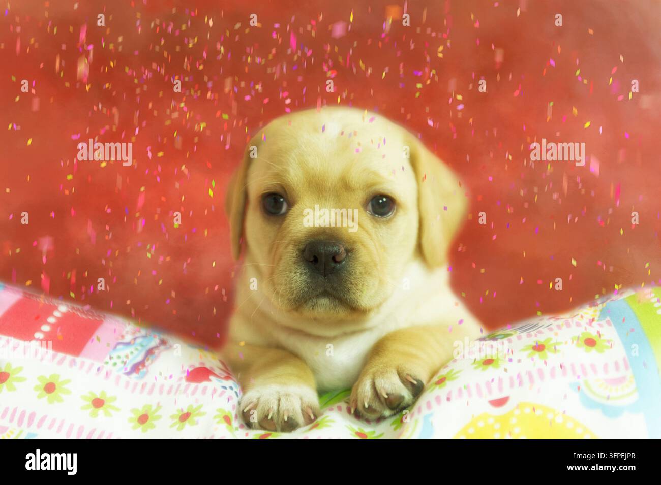 Ritratto di un cucciolo di Puggle Foto Stock