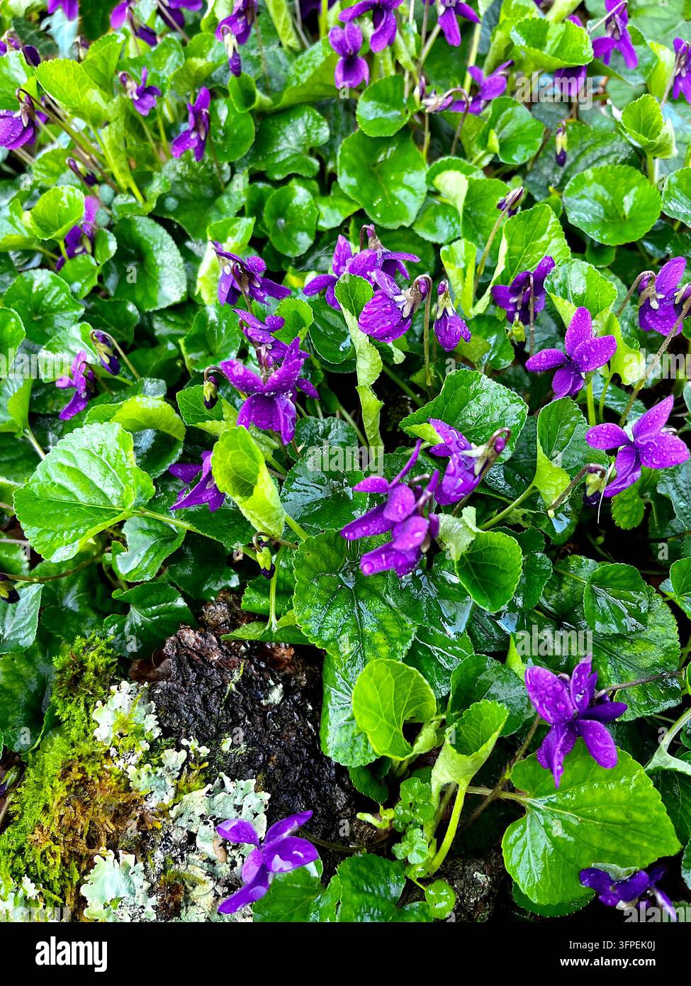 Una rappresentazione naturale di viole selvatiche che crescono lungo il bordo di una foresta. Il riquadro inferiore mostra la trama di muschio e licheni su legno antico, enfatizzando Foto Stock