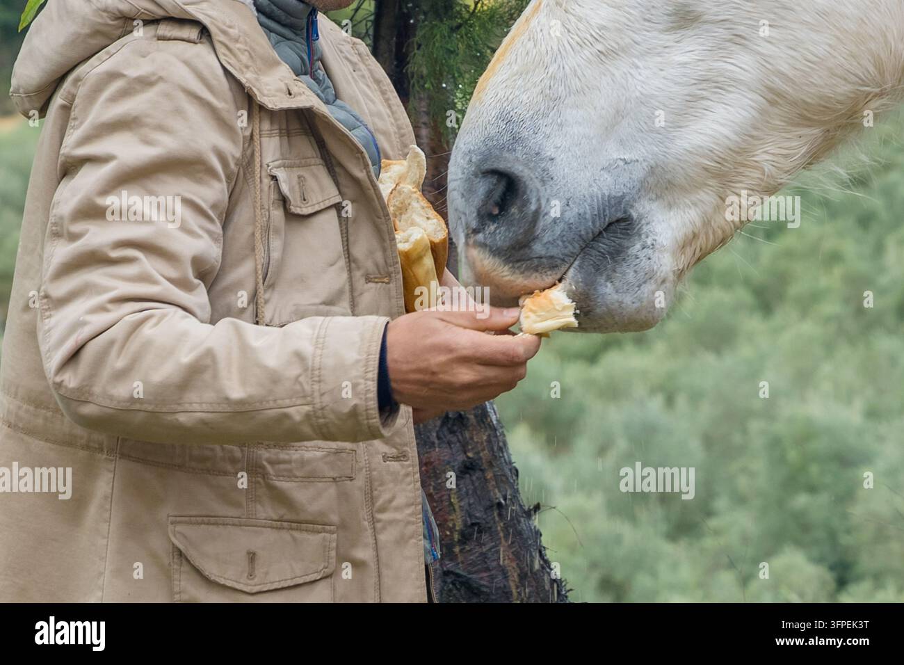 Fotografia di una persona che dà da mangiare del pane a un cavallo gentile all'aperto, con una vegetazione soffice e uno sfondo boschivo, che trasmette fiducia Foto Stock