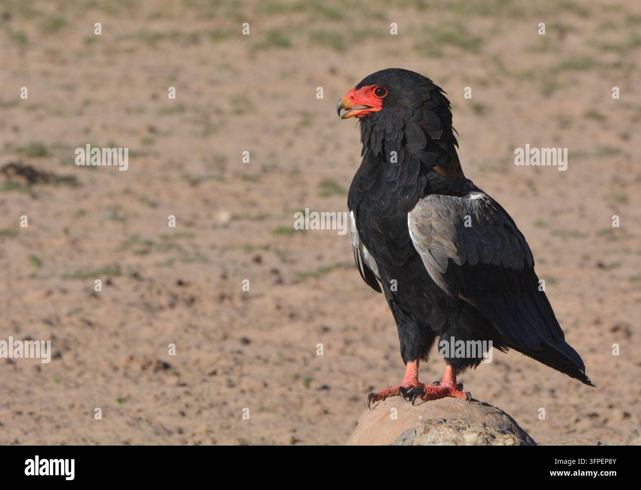 Aquila bateleur Terathopius ecaudatus in piedi su una roccia, ritratto di aquila dalla coda corta, Parco transfrontaliero di Kgalagadi, Sudafrica / Botswana Foto Stock
