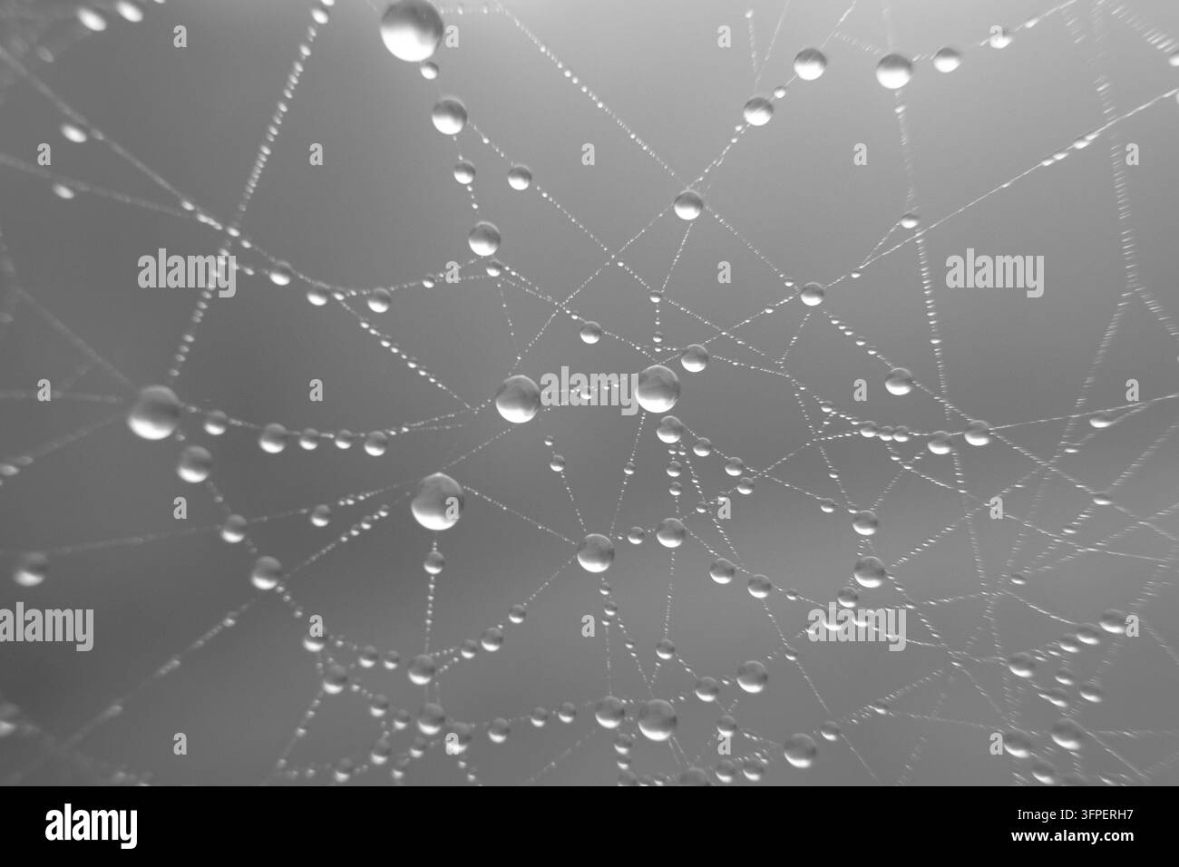 Gocce d'acqua delicate attaccate a una ragnatela in monocromo, ideali per sfondi naturali, texture e astratti. Foto Stock