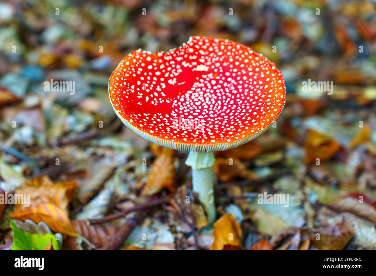 Vista a livello degli occhi cattura un fungo Amanita muscaria maturo con un cappello rosso appiattito, macchie bianche, lamelle e stelo in piedi nella lettiera autunnale della foresta Foto Stock