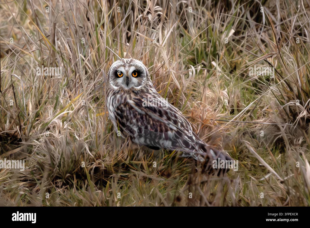 Il gufo dalle orecchie corte è un gufo di taglia media che misura da 13 a 17 pollici di lunghezza e pesa da 7,3 a 16,8 once. Foto Stock