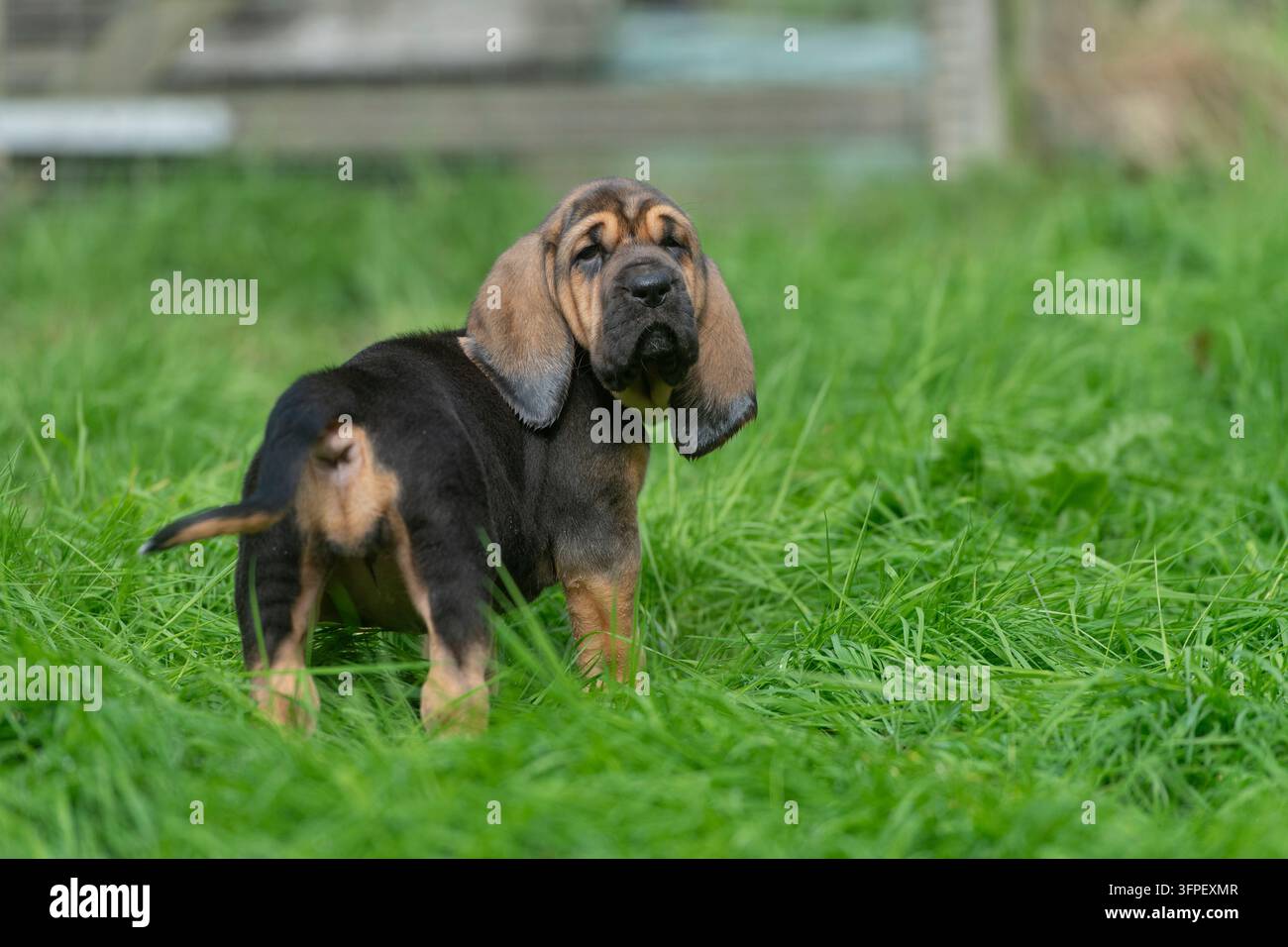 Cucciolo di Bloodhound in piedi nell'erba Foto Stock