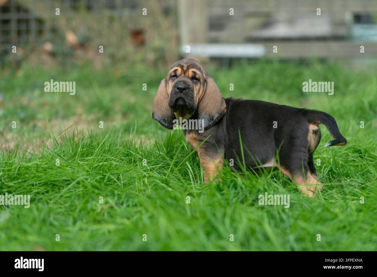 Cucciolo di Bloodhound in piedi nell'erba Foto Stock