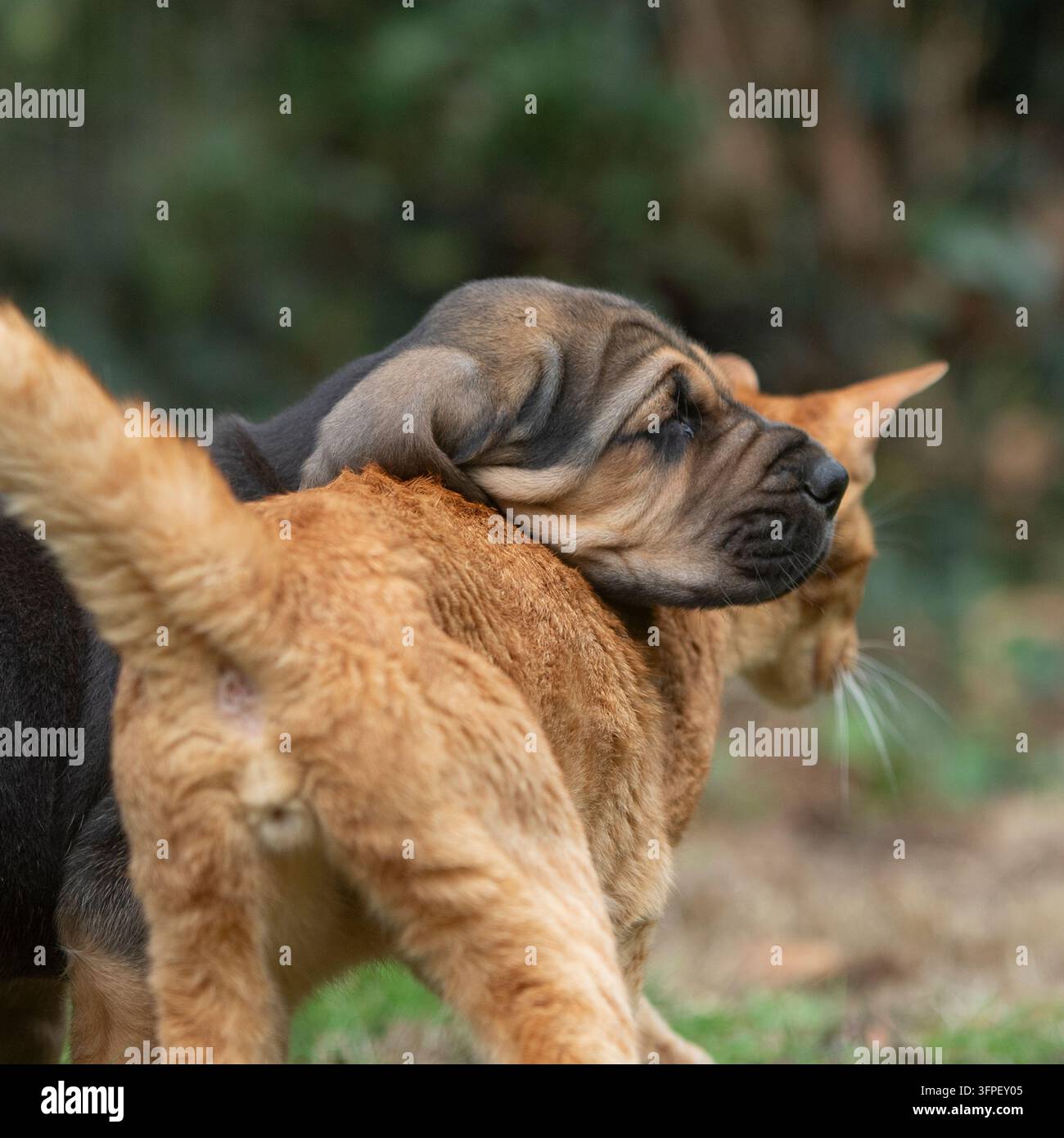 Gatto e cucciolo migliori amici Foto Stock