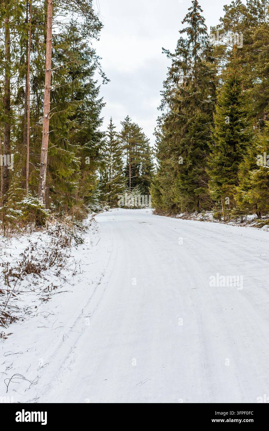 Sentiero innevato attraverso una foresta da fiaba invernale che rappresenta i viaggi stagionali. Foto Stock