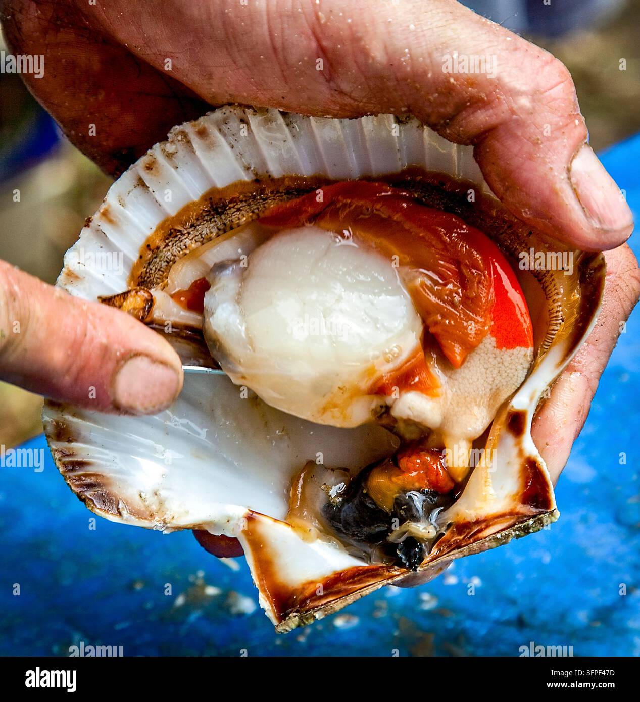 Un'ostrica appena aperta viene preparata a mano, rivelando la sua polpa bianca e le uova arancioni all'interno del guscio Foto Stock