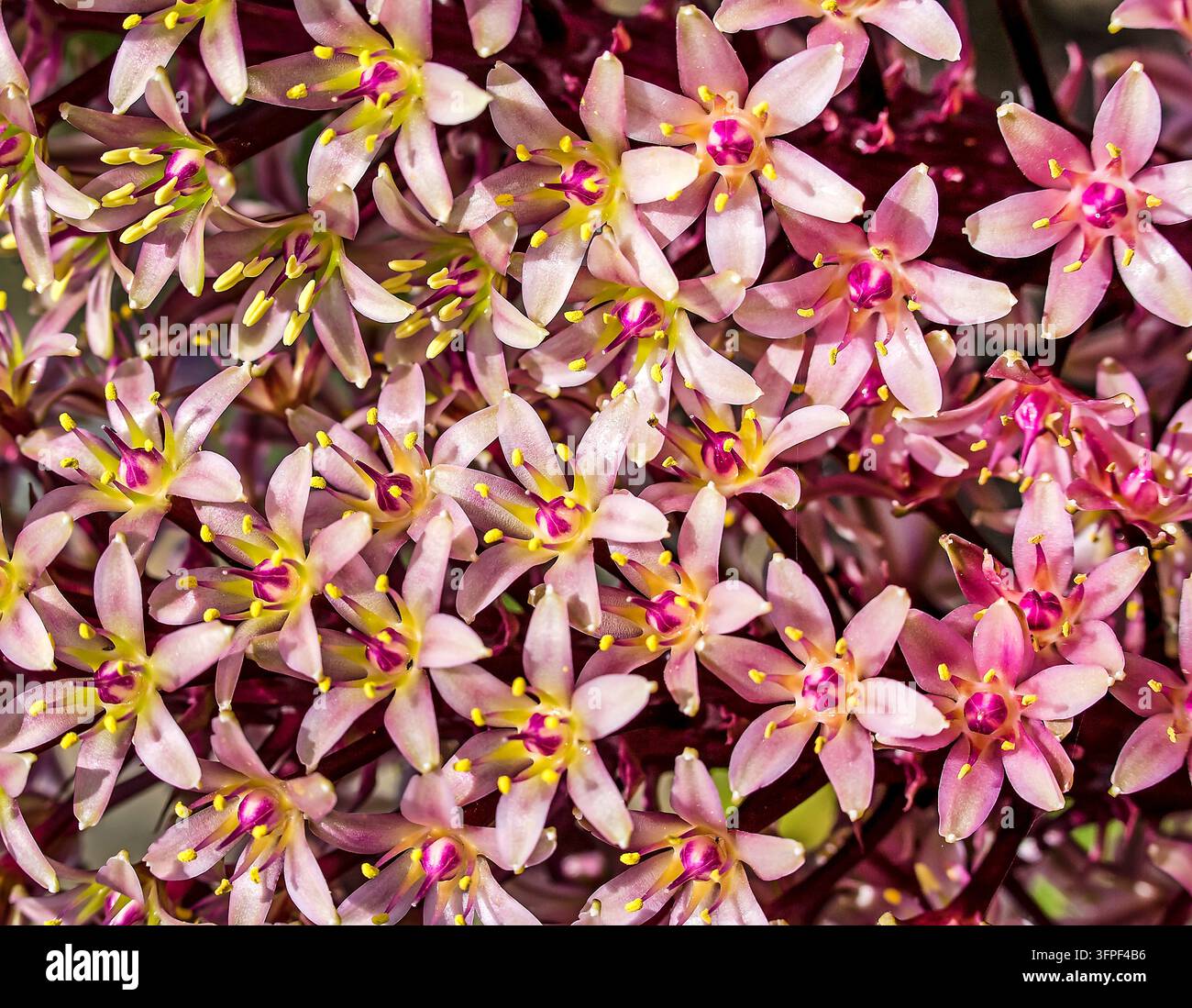 Prima vista di delicate fiori rosa a forma di stella con stami giallo brillante che crescono in dense macchie su uno sfondo scuro Foto Stock