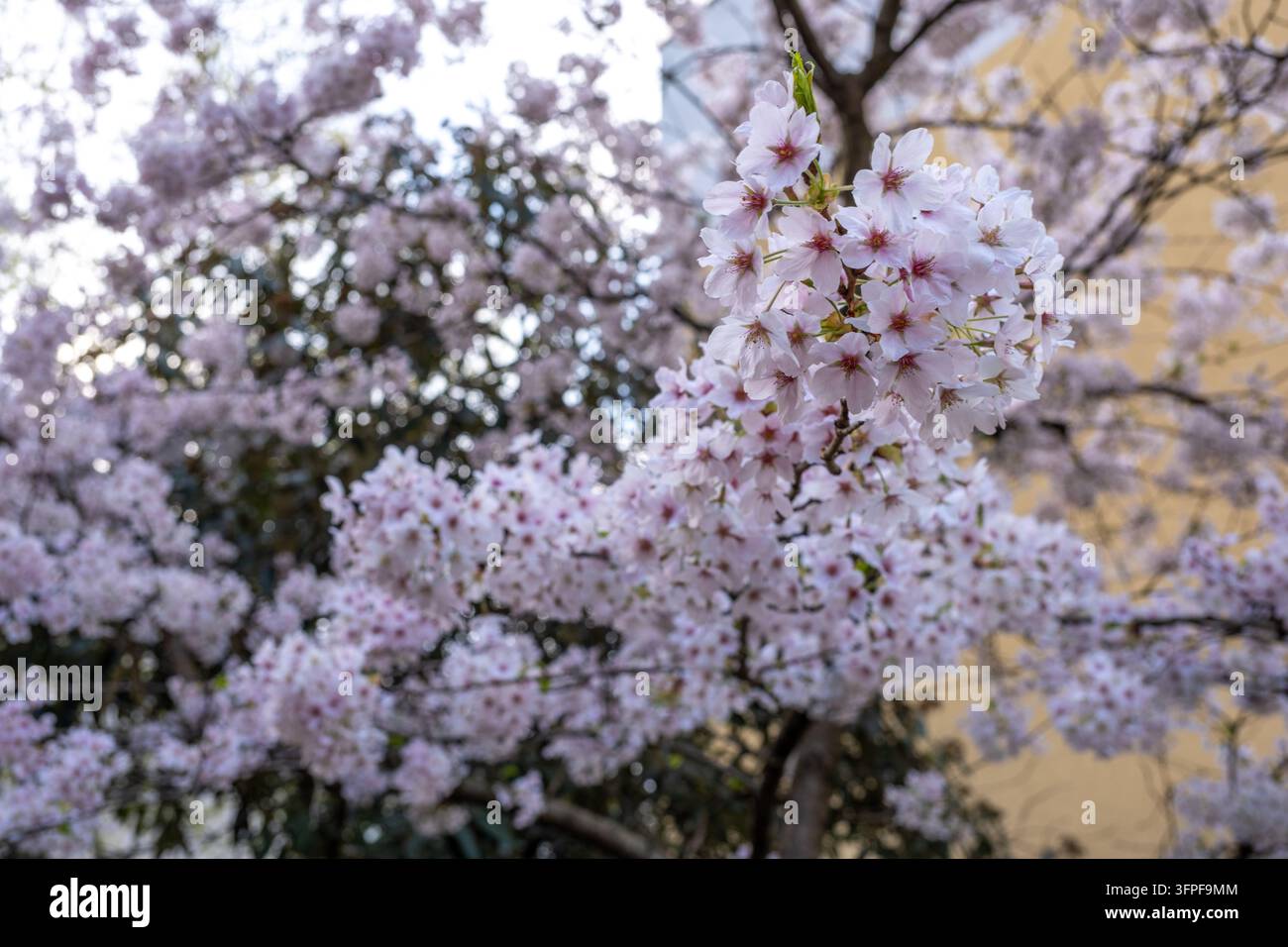 Delicati fiori di ciliegio rosa in piena fioritura in una giornata di primavera soleggiata, ideali per temi naturali e stagionali. Foto Stock