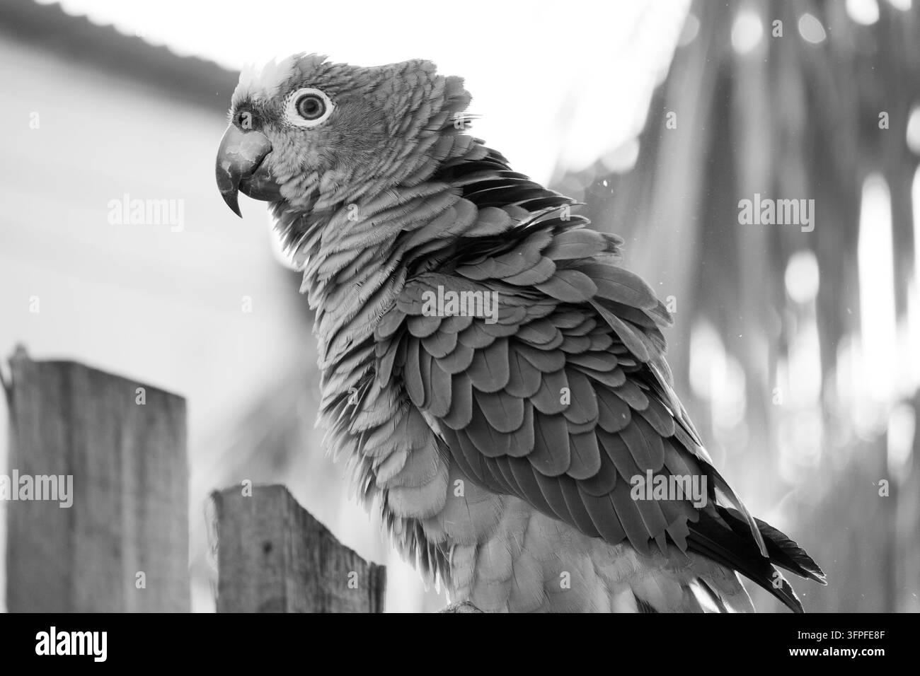 Visione monocromatica artistica di un pappagallo verde e soffice appollaiato solo su una recinzione di legno con uno sfondo giallo scintillante Foto Stock