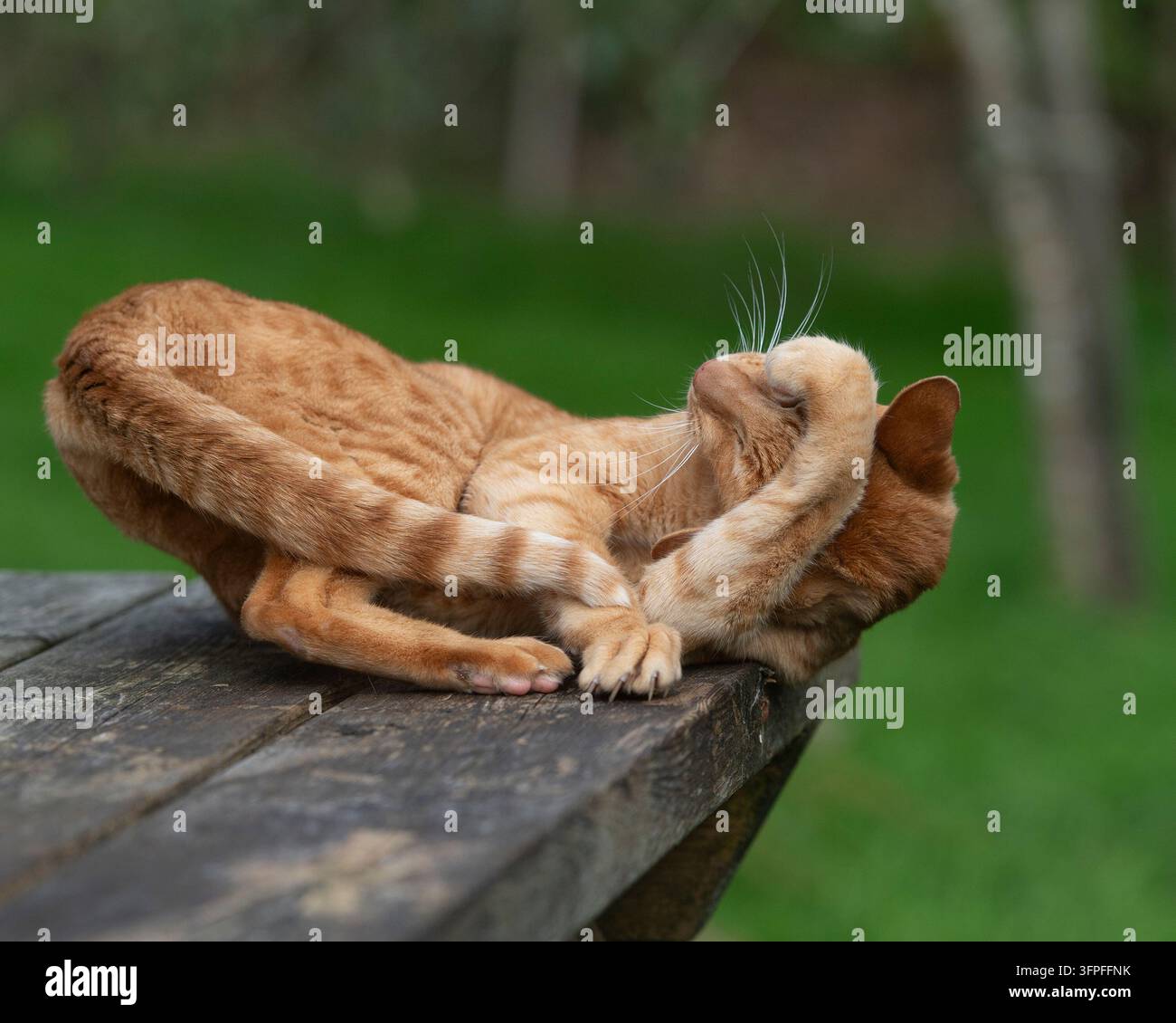 Gatto Orientale Shorthair che gioca e mette le zampe sugli occhi Foto Stock