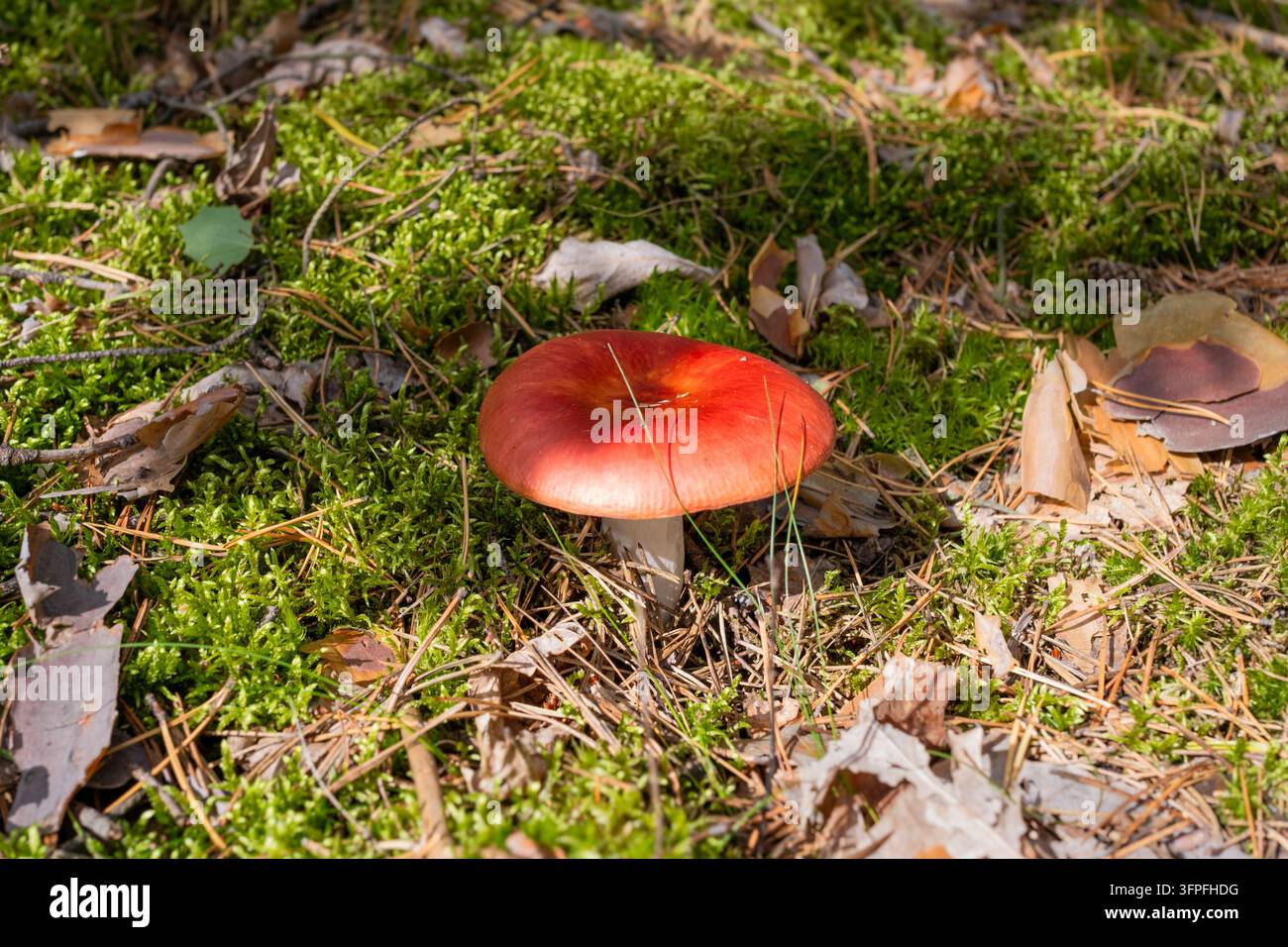 Funghi Russula rosso acceso che crescono in un lussureggiante muschio verde sotto la calda luce del sole autunnale Foto Stock