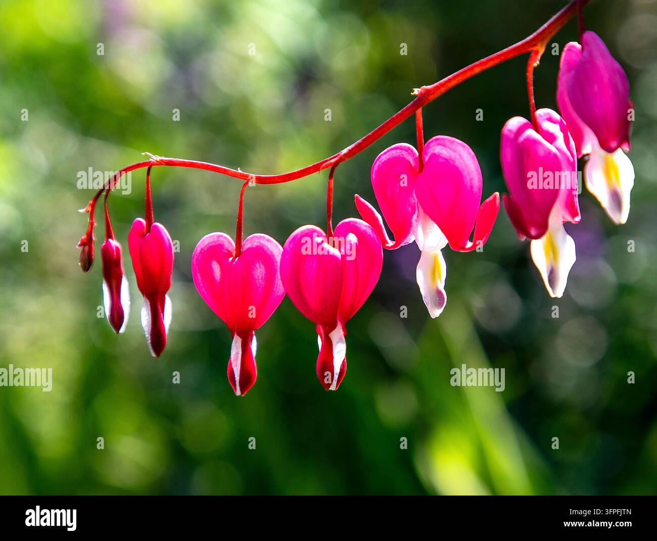 Fiori di cuore sanguinante rosa e bianchi appesi a uno stelo rosso curvo su uno sfondo verde morbido del giardino Foto Stock