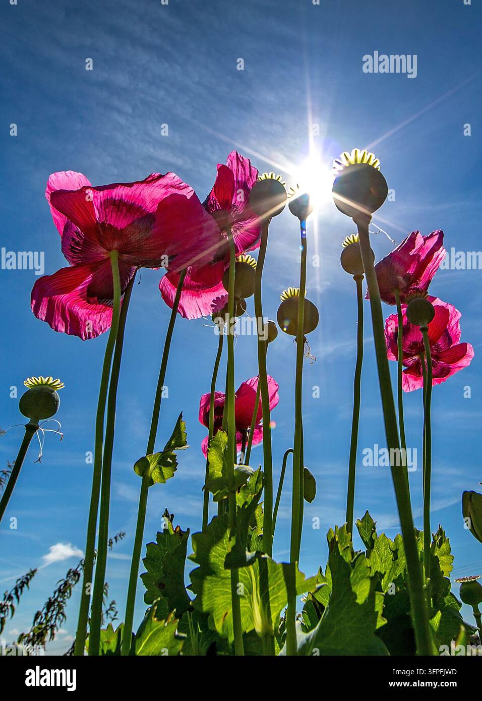 Papaveri rossi visti da un angolo basso contro il sole luminoso dell'estate con steli alti e fogliame verde che creano uno sfondo floreale vibrante. Foto Stock