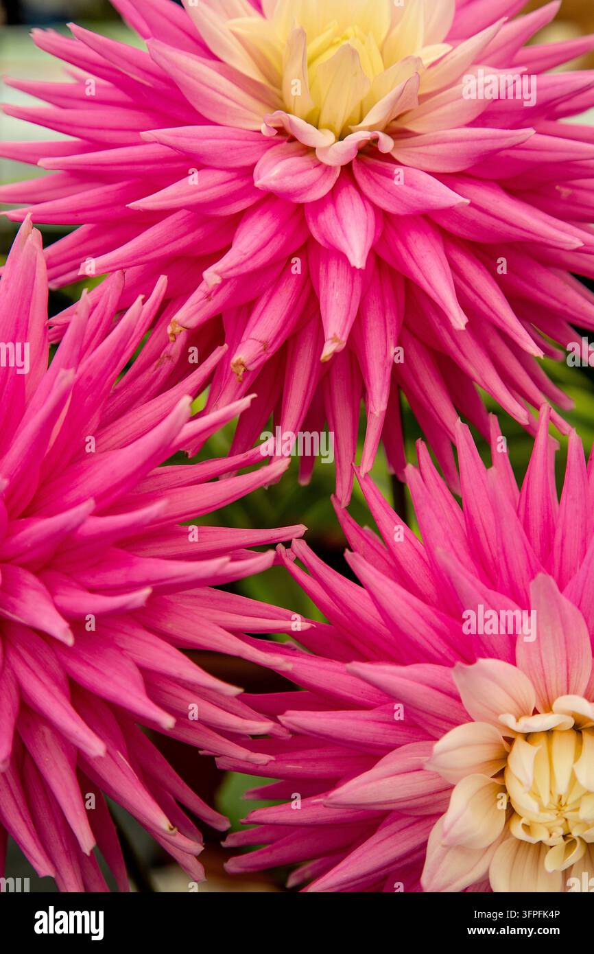 Prima piano di dahlias cactus rosa vibranti con petali lunghi e appuntiti e centri crema giallo morbido su uno sfondo verde Foto Stock
